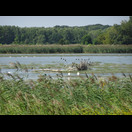 … mit vielen Kormoranen, …